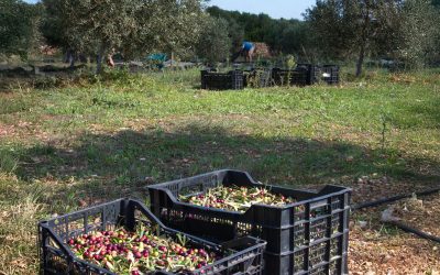 El despertar del oro líquido: así vivimos la cosecha de aceituna