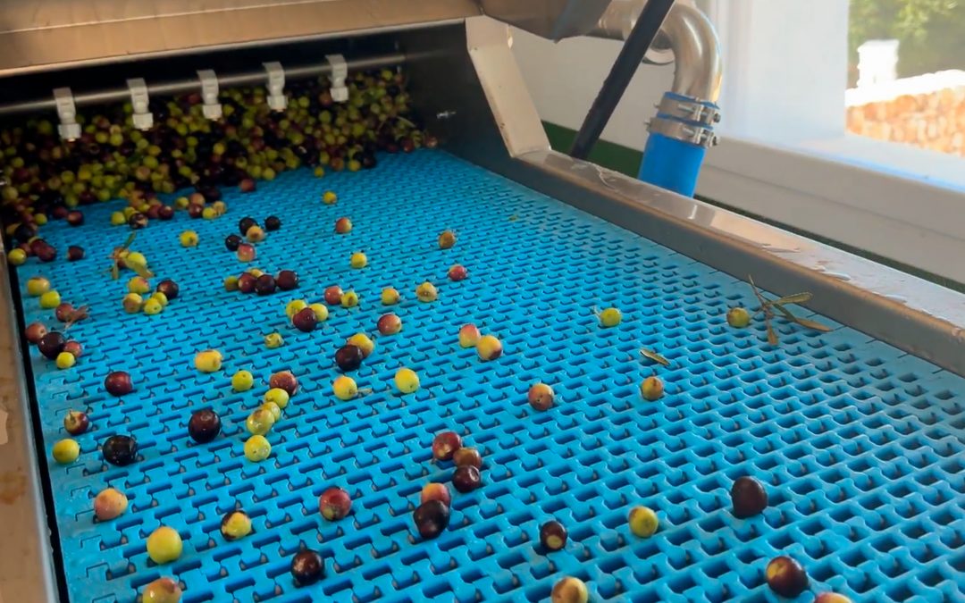 Del campo a la almazara: El ritual de limpieza y lavado de nuestras aceitunas