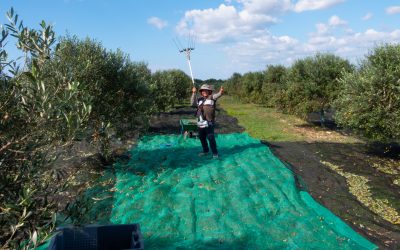 El calendario del olivo: un año en el olivar